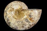 Sliced, Agatized Ammonite Fossil (half) - Jurassic #110730-1
